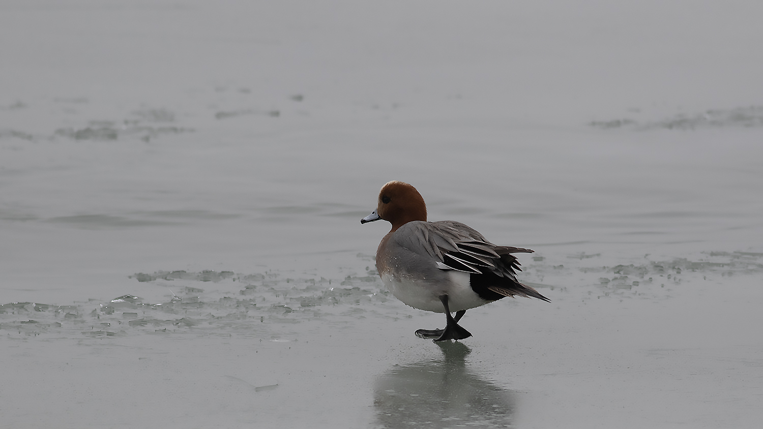 Eurasian Wigeon